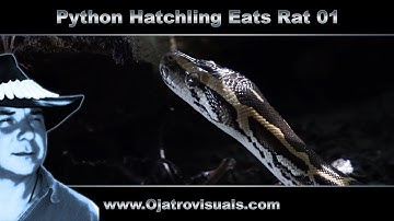 Python Hatchling Eats Rat 01 Stock Footage