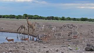 Meeting Point Savana. Namibia