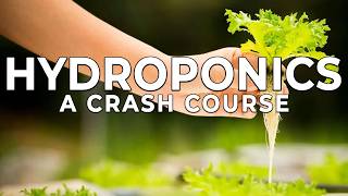A Crash Course On Hydroponic Gardening