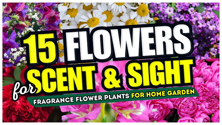 🌷😍 Best 15 Flowers for SCENT and SIGHT! 👀 Fragrance Flower Plants for Home Garden 🤩 - DayDayNews