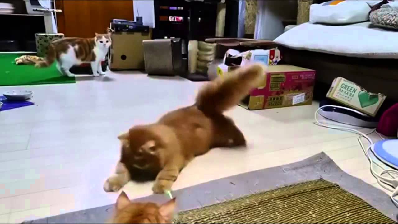 Top 10 Funny Cats YouTube