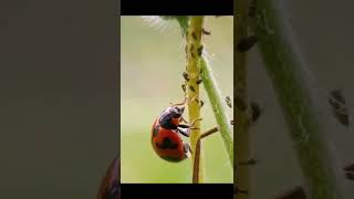 ladybug eating aphids