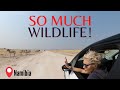 Amazing wildlife I Exploring Wildlife In Etosha National Park.- EP. 130 I Safari