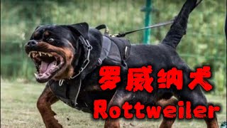 凶狗特辑 EP 3 罗威纳犬 Rottweiler 【附案例】｜【伤人最多的犬种】｜【兽性大发撕咬自己的主人】｜其实它也可以很乖