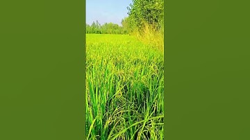 Punjabi Kalam Hazrat Mian Muhammad Baksh  #punjabimusic  #punjabisong