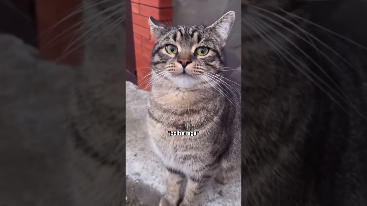 Which gray cat energy are YOU today? 😂🐈‍⬛