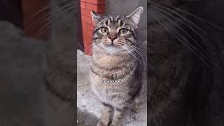 Which Gray Cat Energy Are You Today?