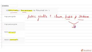 Obturator foramen is found in `:`