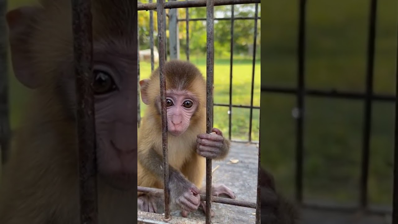 Behind the Bars of Freedom  