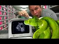 GREEN TREE PYTHON GOING TO HAVE BABIES?? | BRIAN BARCZYK