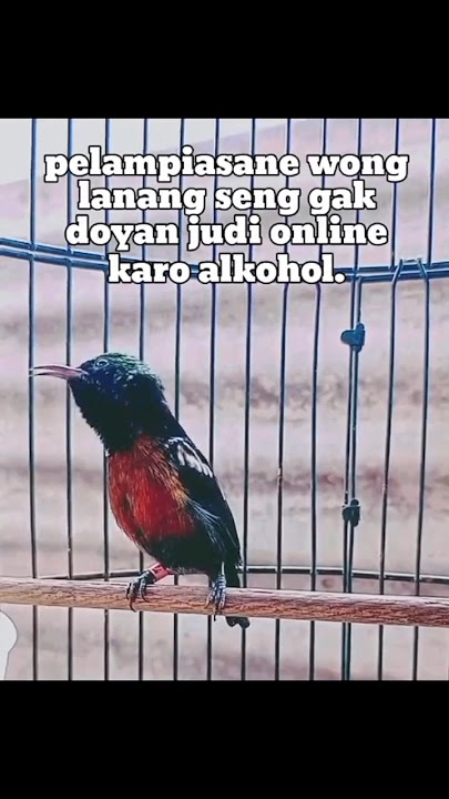 di saat gempuran petir zeus