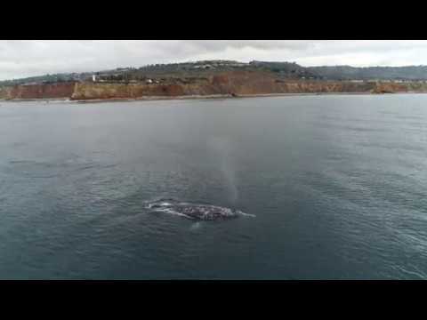 camera iphone 8 plus apk 2 gray whales P V lighthouse