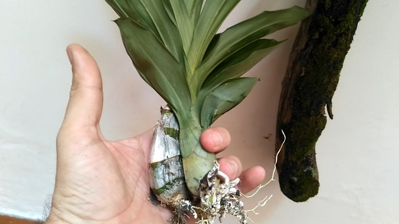 Catasetum en tronco seco / Miz orquideas