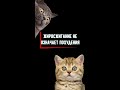 Жир горит всегда, но почему не худеем?