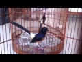 White Rumped Shama- out cross first molt