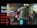Fuimos a Honduras a Ver unas Vacas que no Engordan por Mas Comida que les Den.