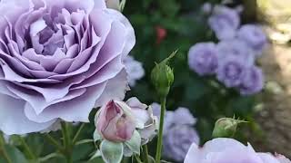 Монопосадки из роз в моем саду.🌹 Новалис и Шакенборг.