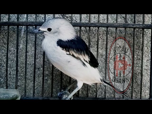 Suara Robot 😱 Burung Jalak Kapasan Untuk Masteran Burung Jalak Suren ‼️ sound brids class=