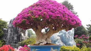 Bonsai Made In Taiwan Part 2