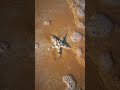 نجمة البحر نجمة البحر