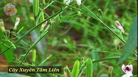 Xuyên Tâm Liên và những tác dụng |Kim Hằng KC