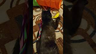 Nyles by PurebredCatRescue 38 views 1 month ago 1 minute, 12 seconds