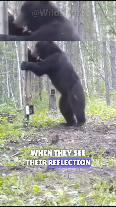 Animals go crazy when they see themselves! | Wild animal reactions #animals #mirror