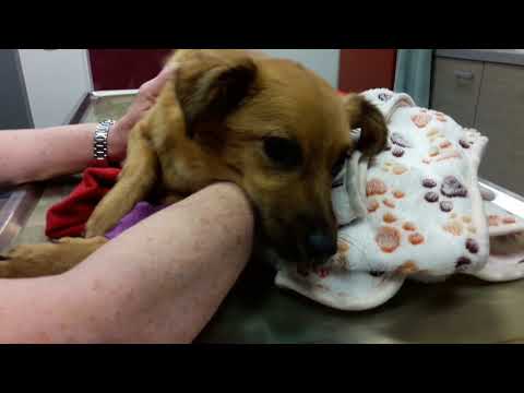 Video: Östrus-Symptome Nach Der Kastration Bei Hunden