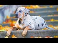 World's RAREST Dog Breeds Ever! の動画、YouTube動画。