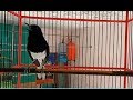 Dijamin Kacer Lain Bakal Respon Gacor Dor Dengar Pancingan Kacer Gacor Ini Kacer Gacor Juara Mp3 - Mp4 Download
