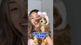 FAKE RABBIG PRANK #shorts #prank #iribabyworld