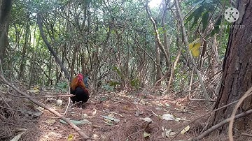 bẫy gà rừng rặc môi tơ gáy tiếng đầu tiên bổi già rừng có mặt