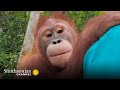 Baby Orangutan Beni Is Back in Action! 🎉 Orangutan Jungle School | Smithsonian Channel