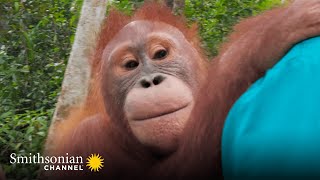 Baby Orangutan Beni Is Back in Action!  Orangutan Jungle School | Smithsonian Channel