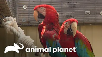 Veterinários chegam para realizar seu trabalho em um aviário | Veterinário Das Montanhas thumbnail
