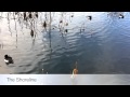Tokyo in 60 Seconds: Ueno Park Duck Pond