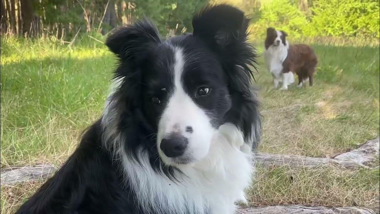 Border Collie Tails meet a friendly mountain biker (condensed). YouTube