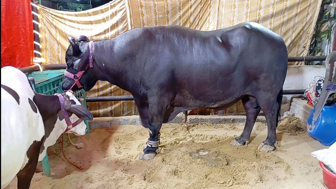 Sab se Bhari bhensa | Big bull lovers - YouTube