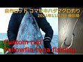 藤沢釣具オリジナル自作ロッドでコマセキハダ釣り！Yellowfin tuna