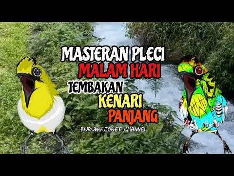 Masteran Pleci Malam Hari Tembakan Kenari Panjang