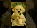 A Quiet Coffee Break at the Salon – Mochi’s Moment of Chill 💇♂️ 미용실에서 조용히 커피 한 잔, 모찌의 브레이크 타임🧃#cute
