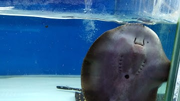 Cá Sam (đuối nước ngọt) ăn gì mùa dịch?