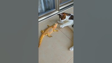 cat and lizard 🐱😱 #shorts #youtubeshorts #cat #lizard #animals