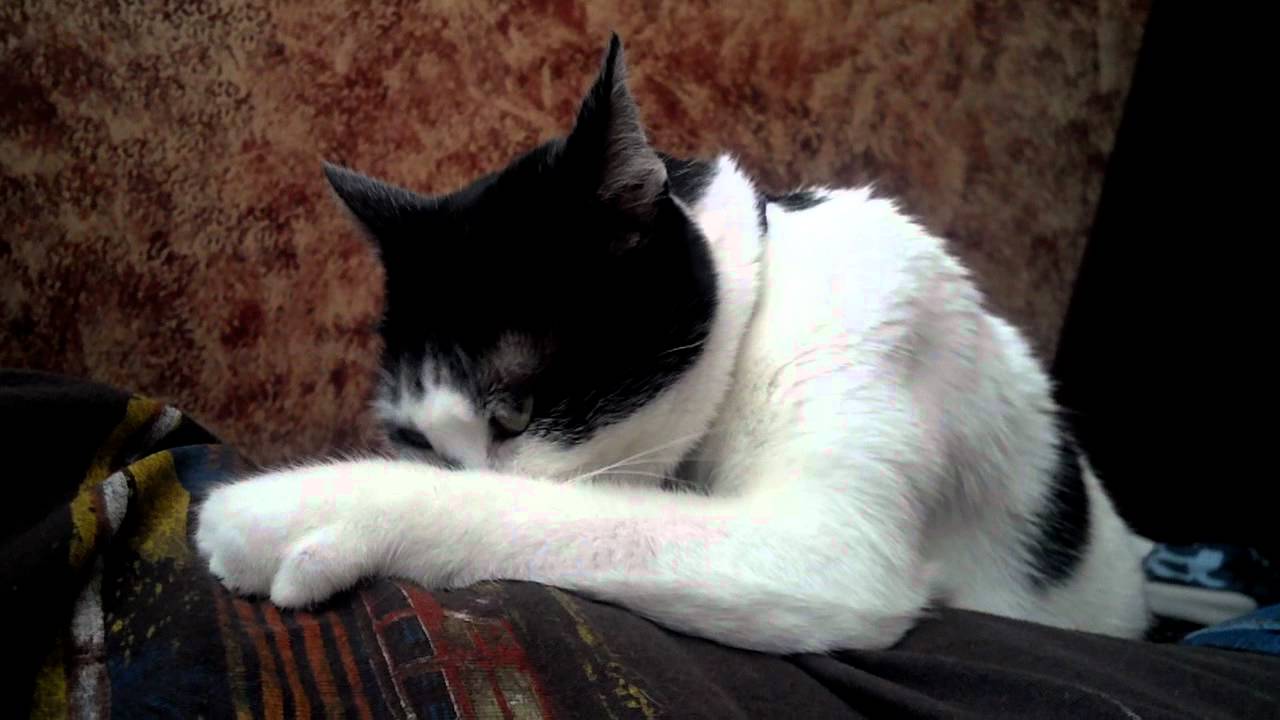 Biscuits and Gravy kitty cat YouTube