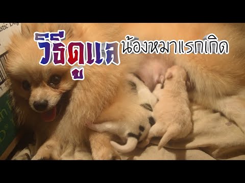 วิธีดูแลน้องหมาแรกเกิด