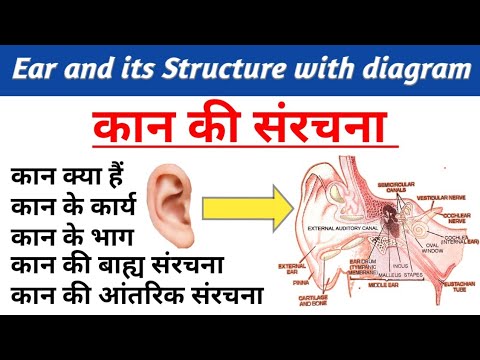 मानव कान | structure of ear | kan ki sanrachna | human ear structure and function |human ear diagram