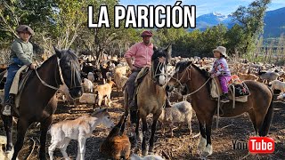 La Parición Arrieros Cordillera de los Andes El Parto Y Nacimiento de las Cabras Crianza del Piño