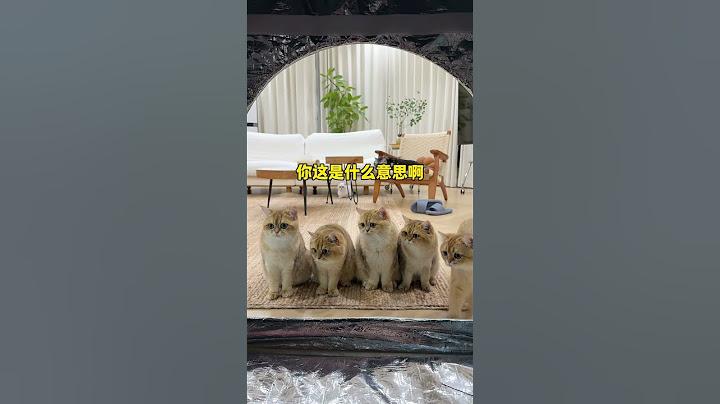 【牛奶是只猫】当我给我家猫咪买了一个巨型冰窝