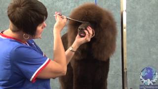 Grooming the Irish Water Spaniel Part 2