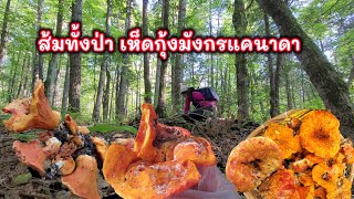 เก็บเห็ดกุ้งมังกรป่าแคนาดา เยอะจนต้องวิ่ง#คนไทยในต่างแดน#เห็ดกุ้งมังกร#lobstermushroom